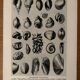 Illustrated plate on shells (freshwater molluscs) – 1950
