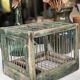 Cage à oiseaux en bois et acier