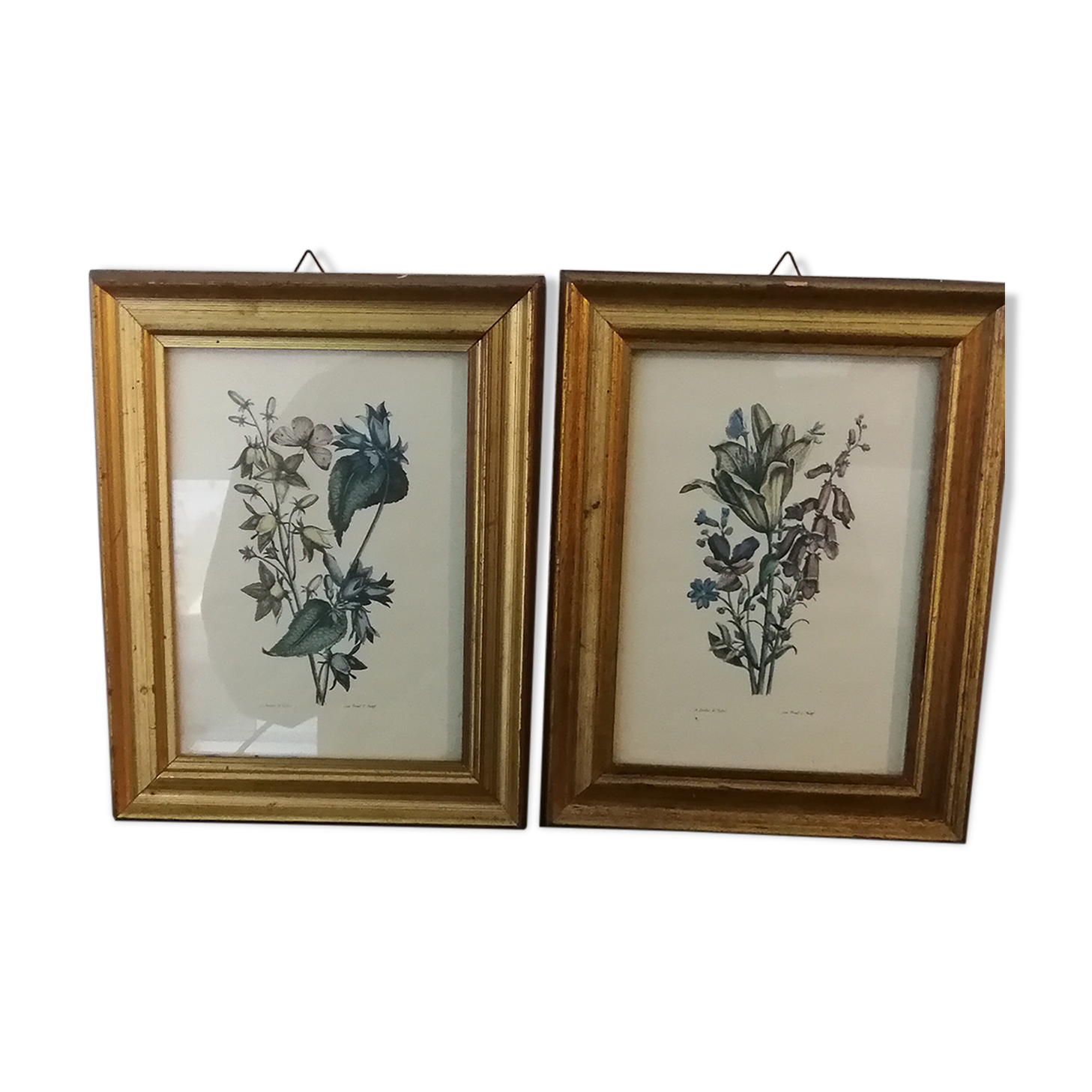 Two botanical frames oj Jacobus de Rubeis