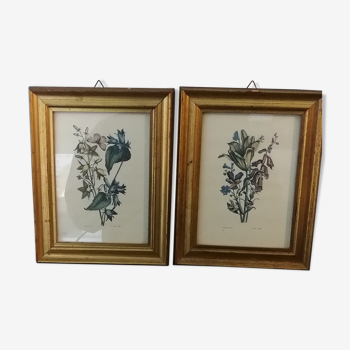 Two botanical frames oj Jacobus de Rubeis