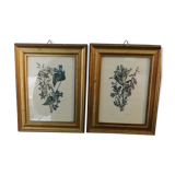 Two botanical frames oj Jacobus de Rubeis
