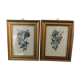 Two botanical frames oj Jacobus de Rubeis