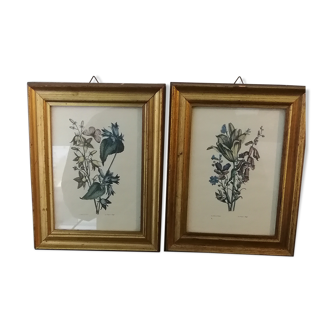 Two botanical frames oj Jacobus de Rubeis