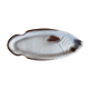 Plat poisson Salins
