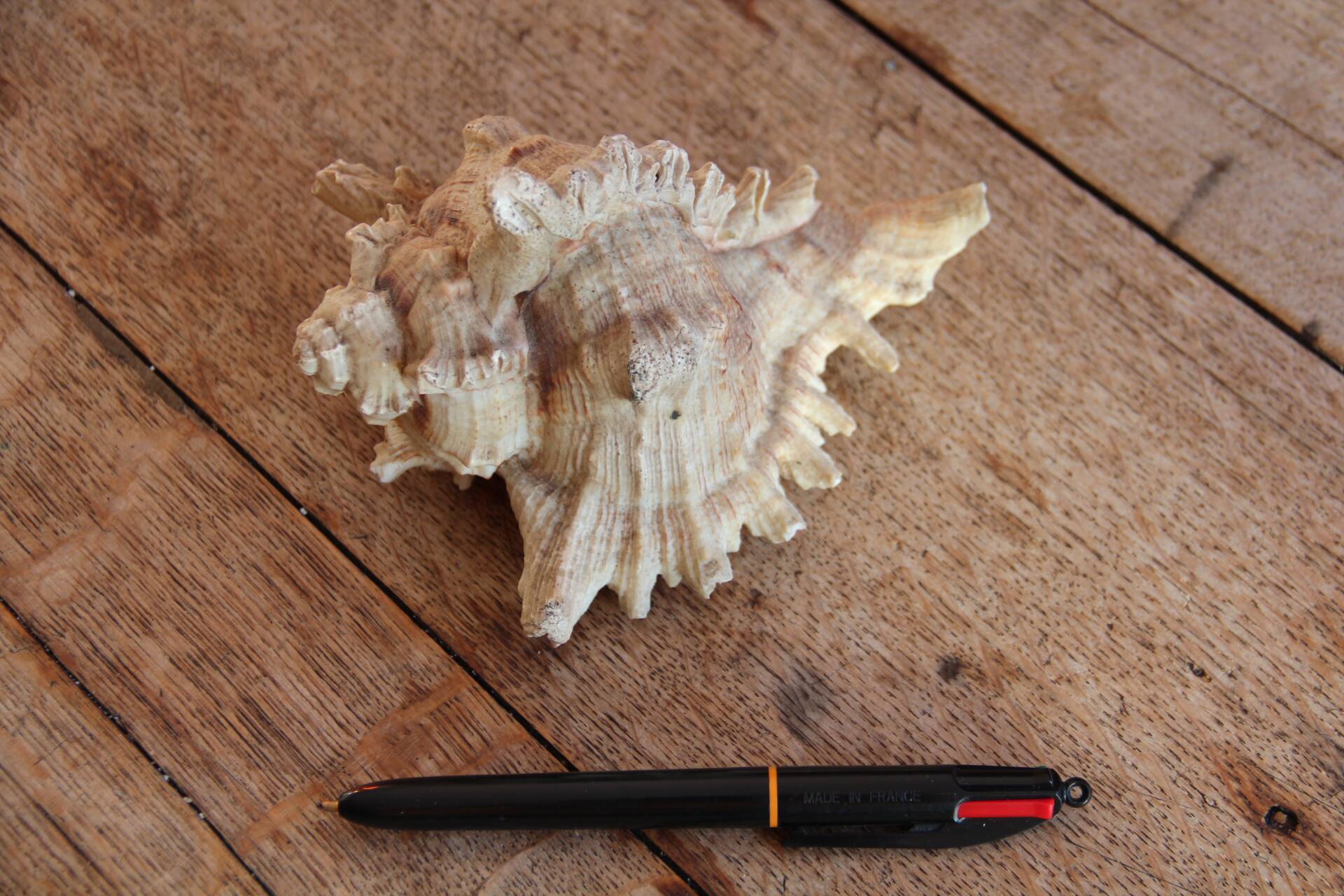 Murex shell