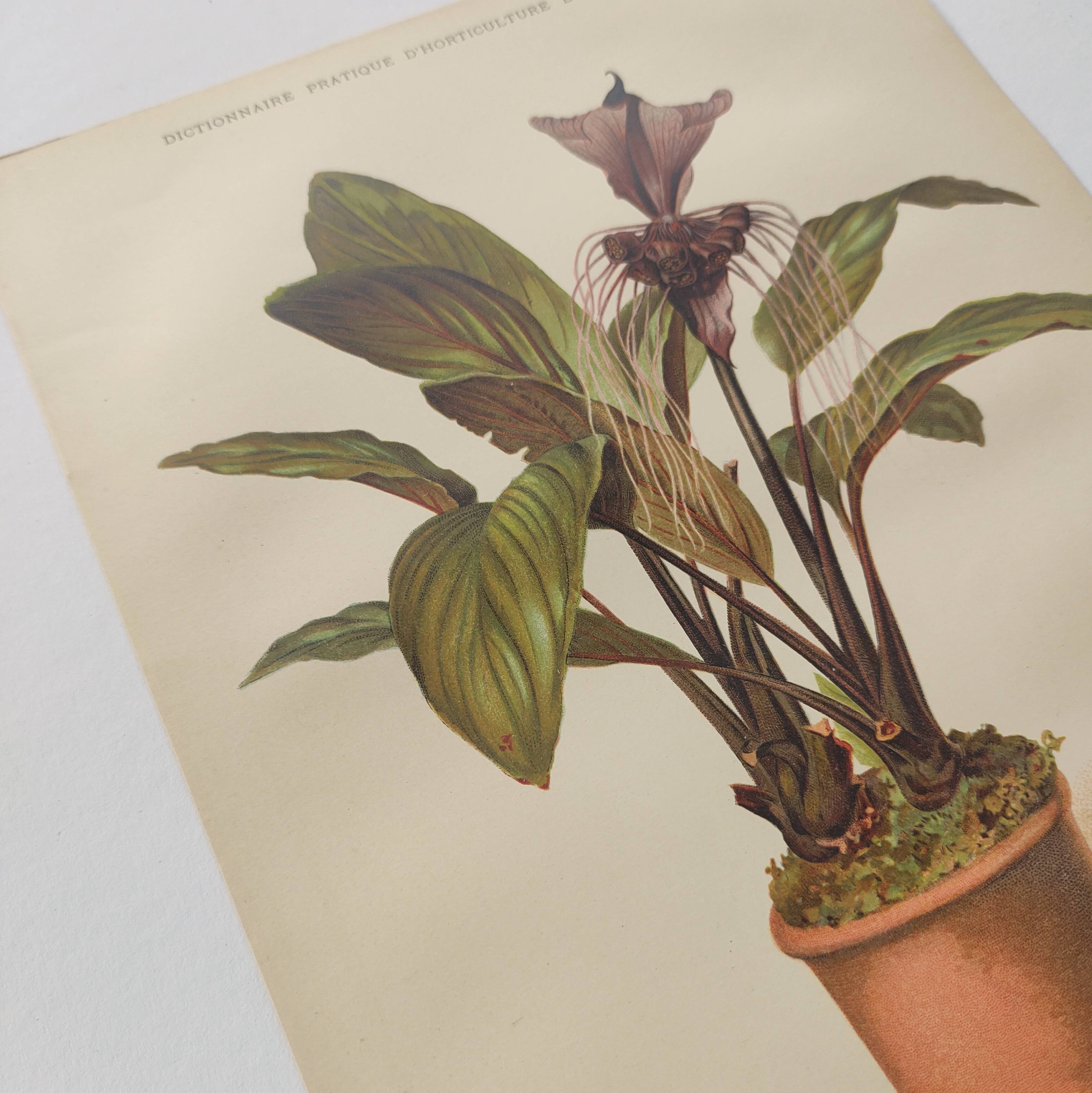 Botanical engraving from 1897 - Tacca Cristata - Original plate. Old nature lithograph