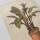 Botanical engraving from 1897 - Tacca Cristata - Original plate. Old nature lithograph