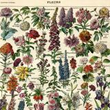 Old engraving - 1923 - Flowers by A. Millot, - Lithograph & plate