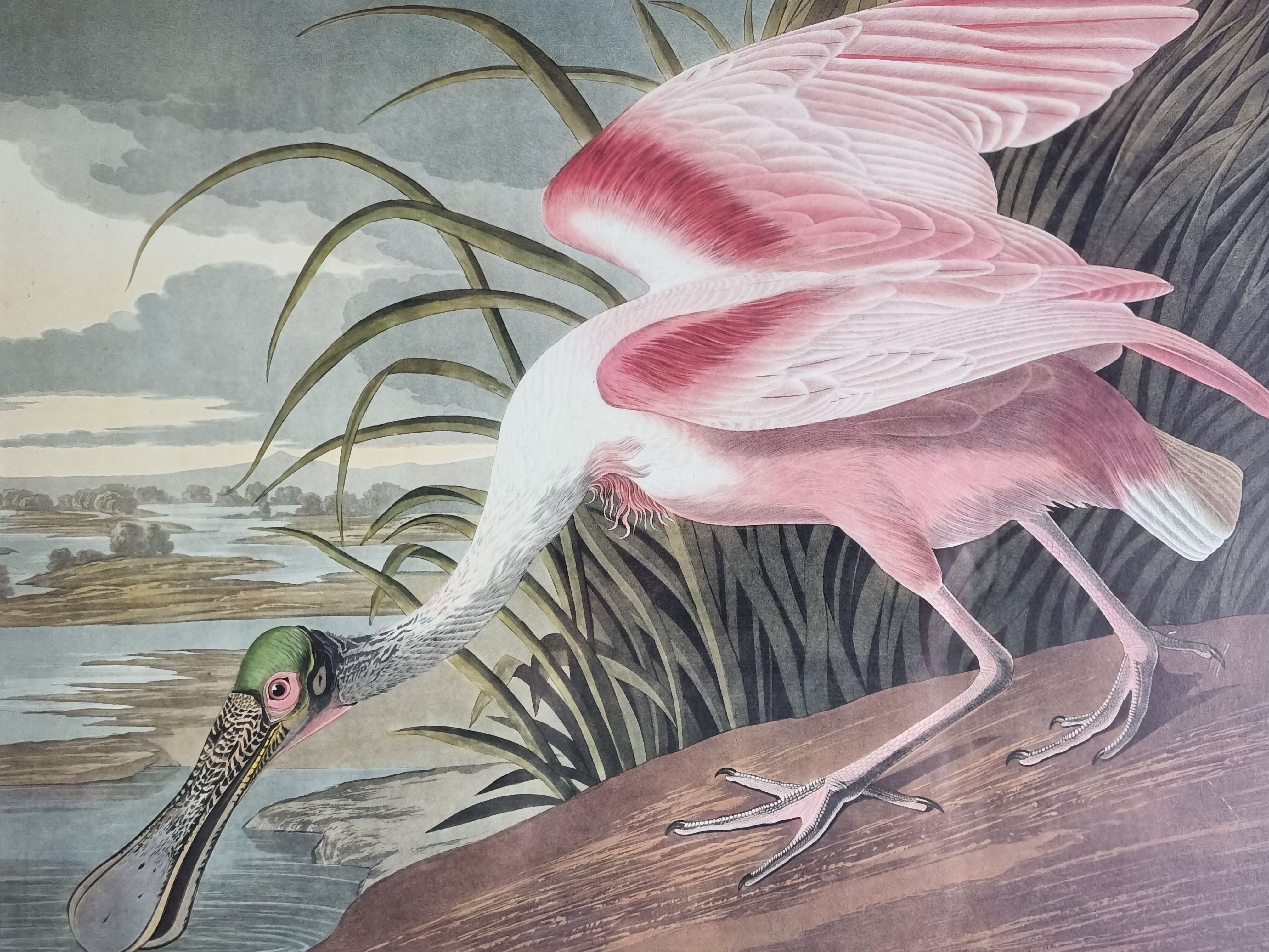 Vintage reproduction after Jean-Jacques Audubon, ornithology, Pink Spatula