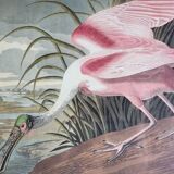 Vintage reproduction after Jean-Jacques Audubon, ornithology, Pink Spatula