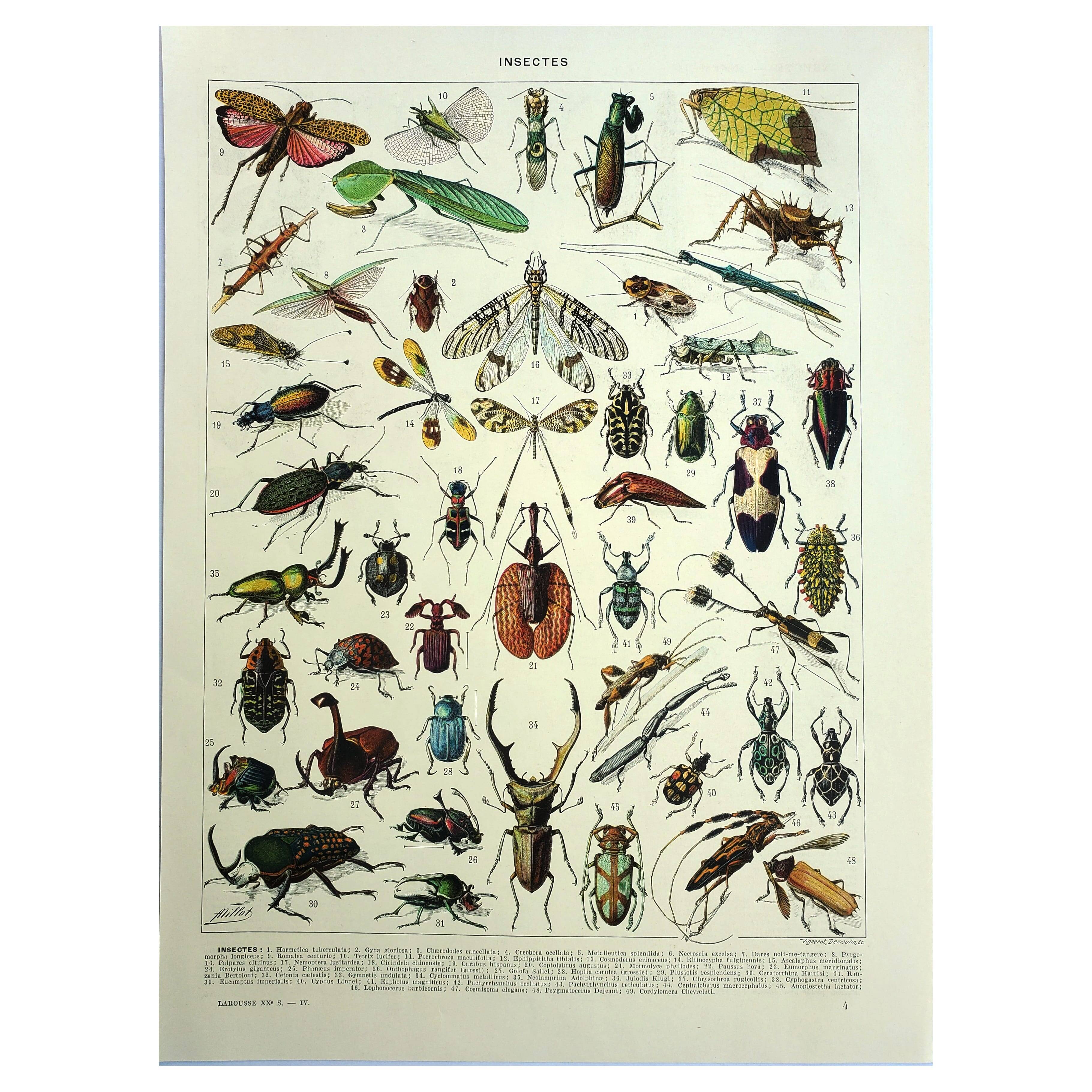 Antique lithograph 1928 A. Millot - Insects, entomology, beetles