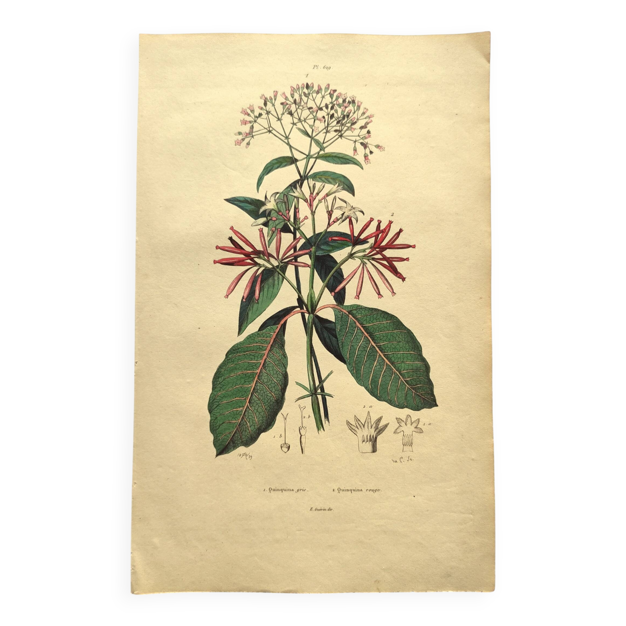 Antique engraving from 1839 by DuCasse -Quinquina- Hand-colored botanical plate. Original.