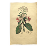 Gravure de 1839  de DuCasse -Quinquina- Planche coloriée à la main botanique