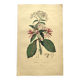 Antique engraving from 1839 by DuCasse -Quinquina- Hand-colored botanical plate. Original.