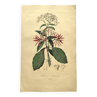 Antique engraving from 1839 by DuCasse -Quinquina- Hand-colored botanical plate. Original.