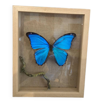 Butterfly frame