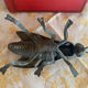 Fly ashtray