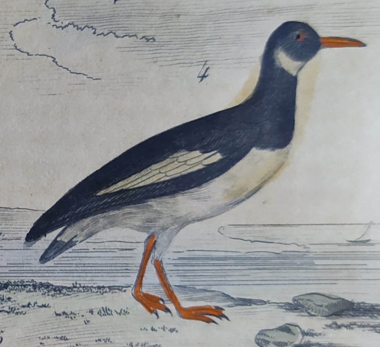 Original ornithological plate " Golden plover & with collar - Echasse - &c... " Buffon (1837)