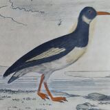 Original ornithological plate " Golden plover & with collar - Echasse - &c... " Buffon (1837)
