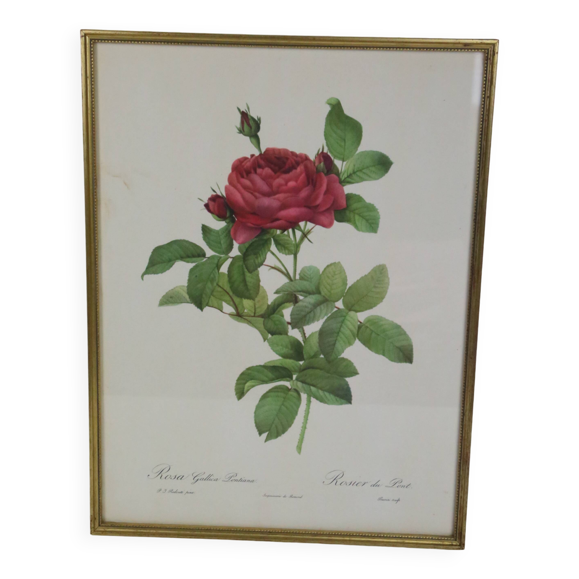 Large framed lithograph by Redouté