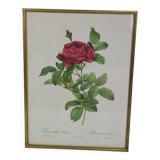 Large framed lithograph by Redouté