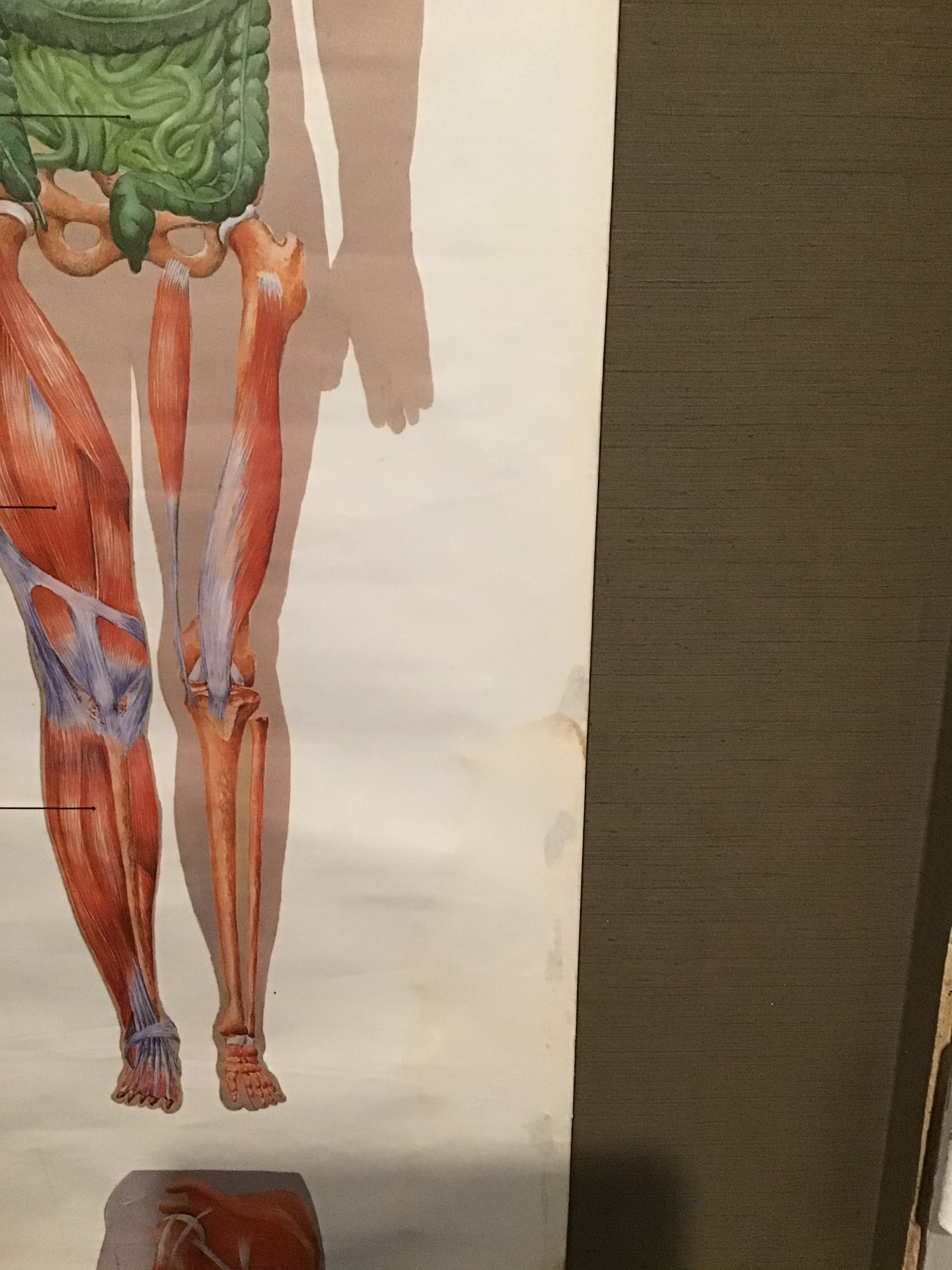 Anatomical board