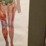 Anatomical board