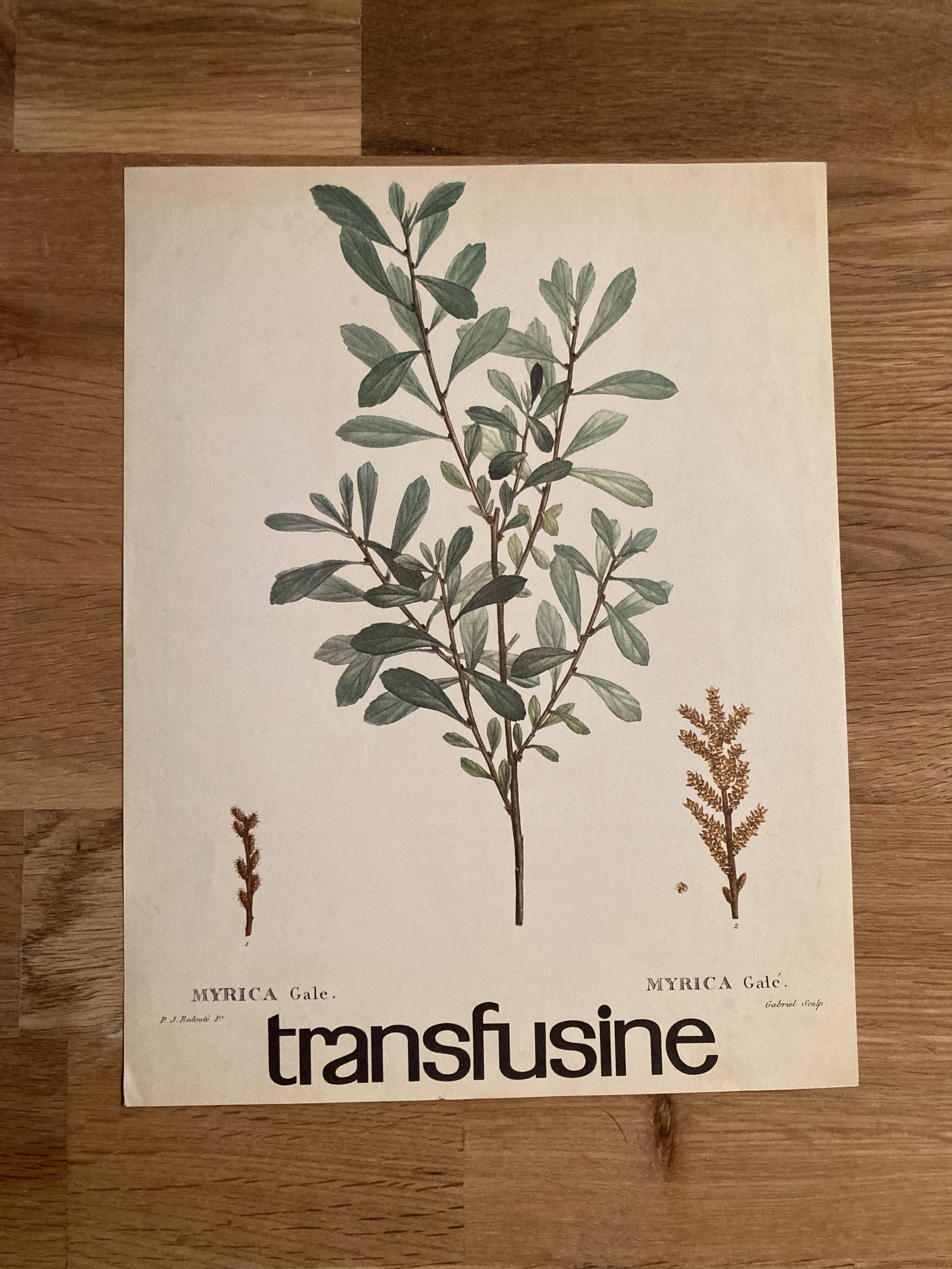 Botanical poster the Royal Pepper