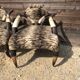 Ensemble de 2 fauteuils ethniques en cornes de buffles