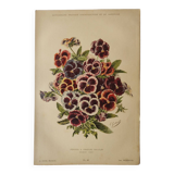 Botanical engraving from 1897 - Large-spotted pansy - Old flower plate by E.Godard