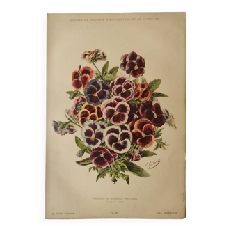 Gravure botanique de 1897 - Pensée à grandes macules - Planche ancienne de fleur de E.Godard