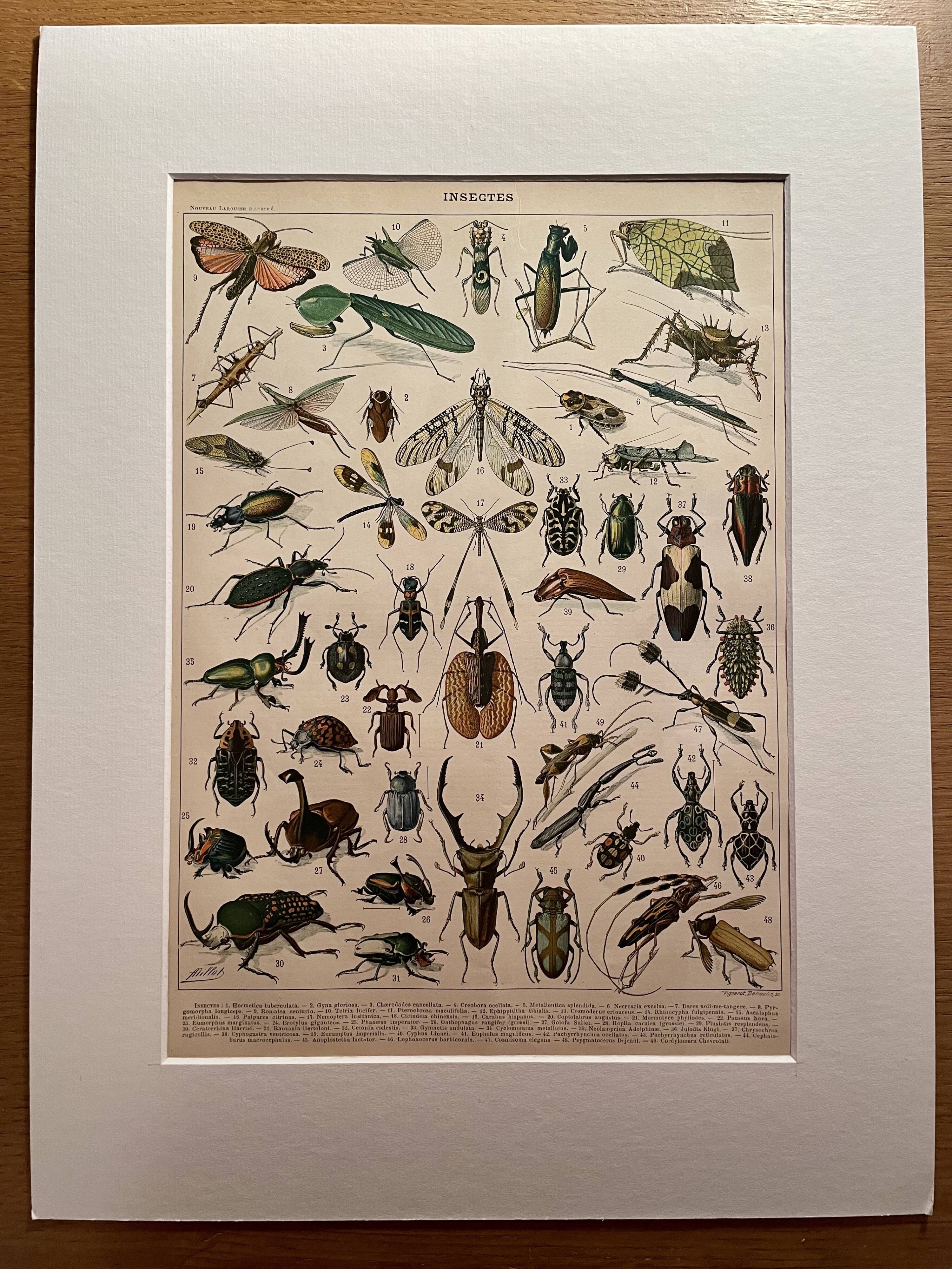 Lithograph on insects (horetica tuberculata) - 1900