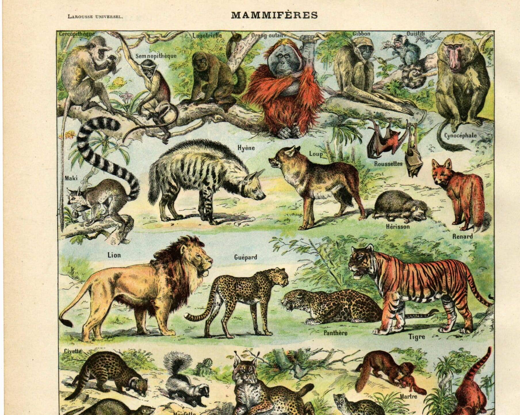 Old engraving from 1923 - Animals and Mammals by A. Millot - plate
