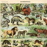 Old engraving from 1923 - Animals and Mammals by A. Millot - plate