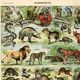 Gravure ancienne de 1923 - Animaux et Mammifères par A. Millot - planche