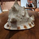 Large cornuta shell