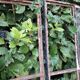 Industrial arched metal window L128xH114 19th century glass roof 2 leaves