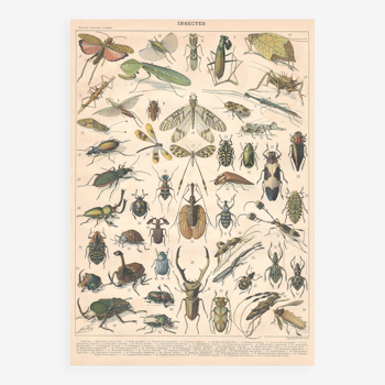 Planche ancienne sur les insectes 1897