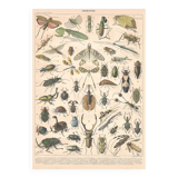 Planche ancienne sur les insectes 1897