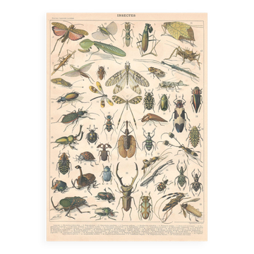 Planche ancienne sur les insectes 1897