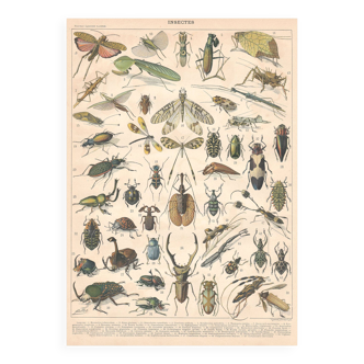 Planche ancienne sur les insectes 1897