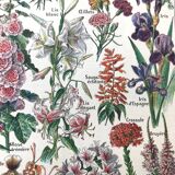 Ancient botanical plank flowers