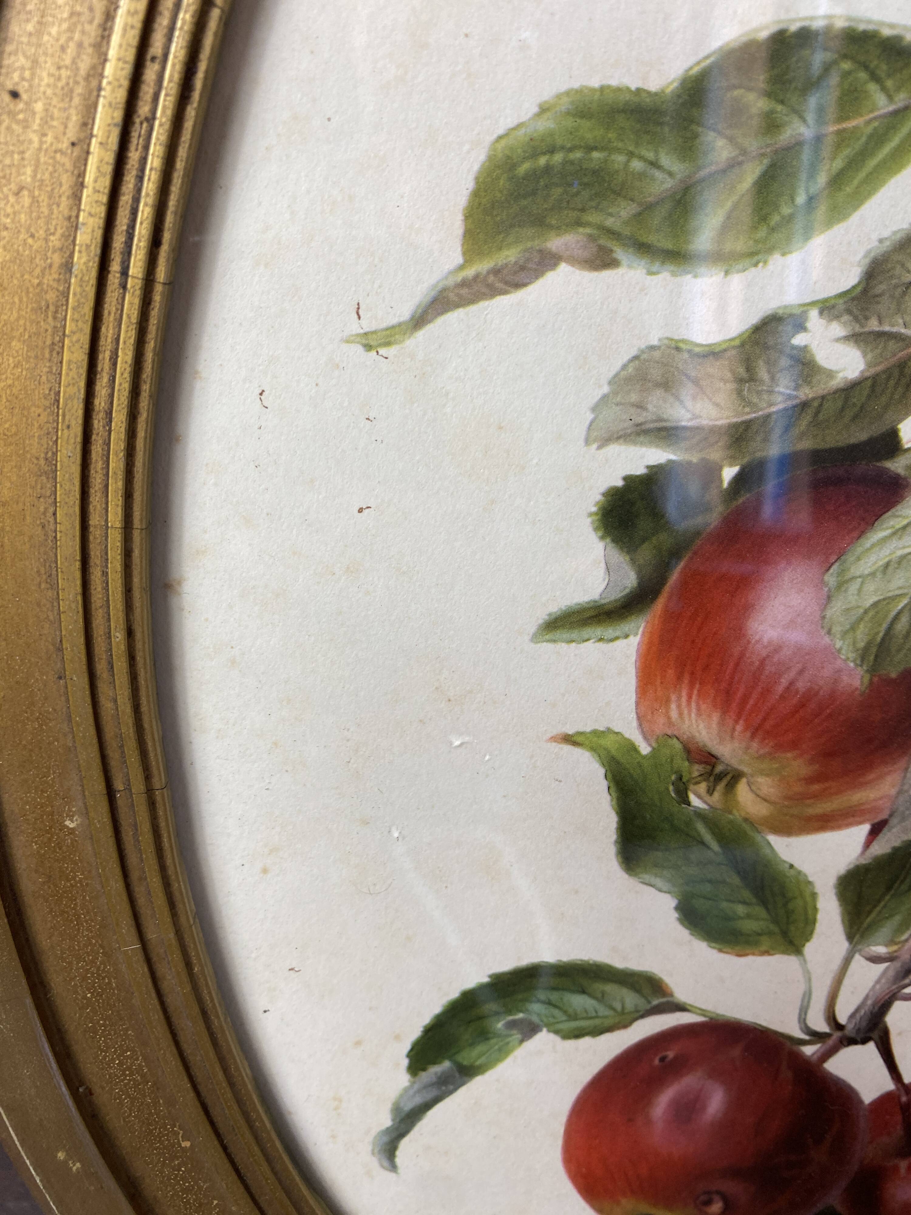 Affiche botanique Malus Communis encadrée