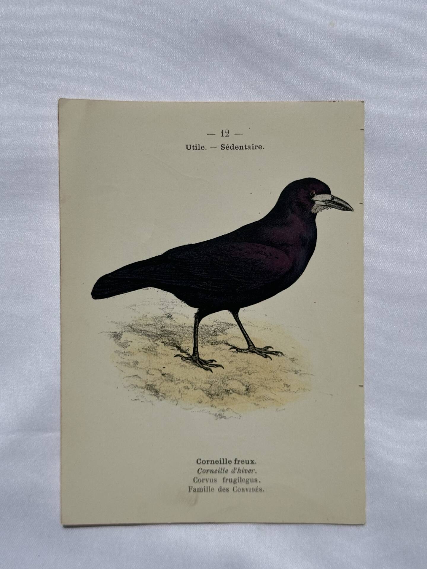 Planche Botanique Gravure oiseaux naturaliste  19eme recto verso  A