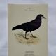 Planche Botanique Gravure oiseaux naturaliste  19eme recto verso  A