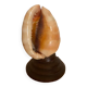 Shell lamp