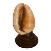 Shell lamp