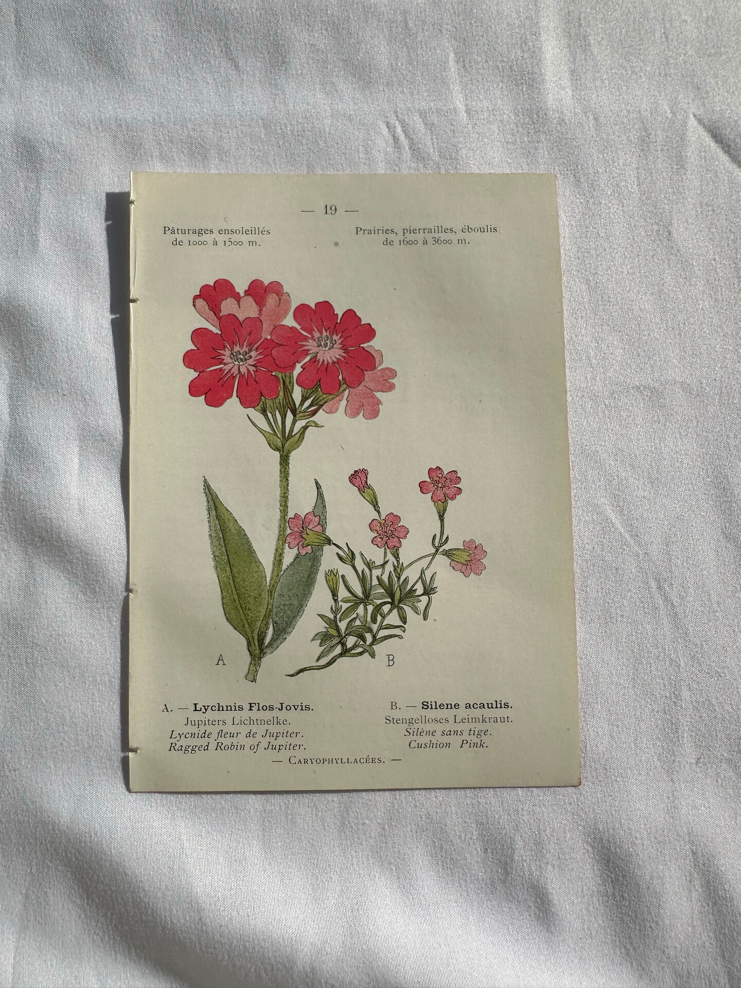 Naturalist Plate – 19th Century Botanical Engraving, Double-Sided