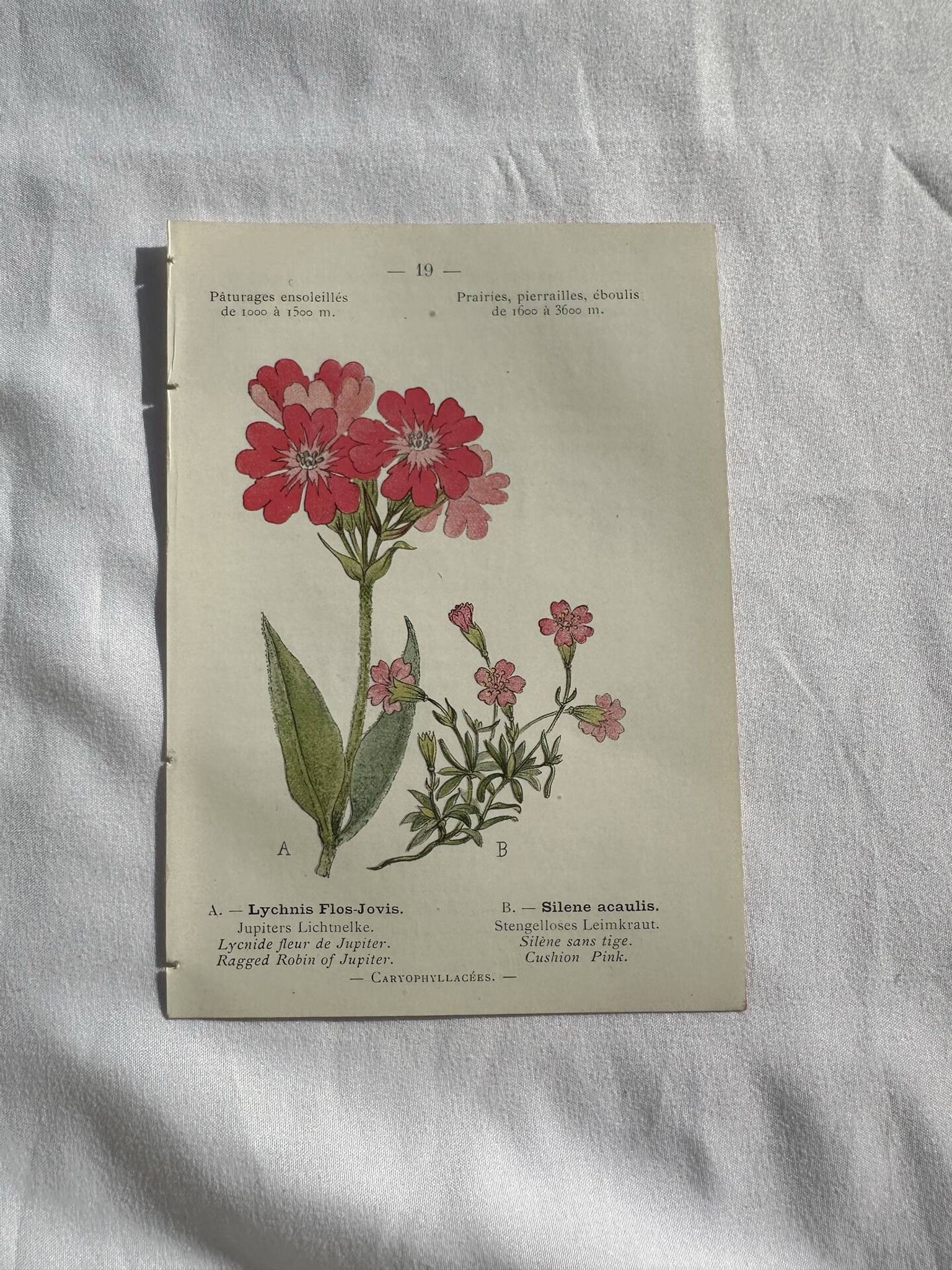 Planche Naturaliste – Gravure botanique ancienne 19eme  recto verso