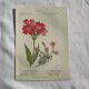 Naturalist Plate – 19th Century Botanical Engraving, Double-Sided